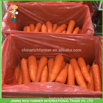 Chinesischer Exporteur und Lieferant frische Karotte 300-350g Größe 3L